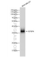 IGFBP4 Recombinant monoclonal antibody Proteintech  83200-3-RR