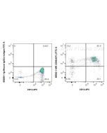 Anti-Human CD68 (KP1) Mouse IgG2a Recombinant Antibody Proteintech  65593-1-MR