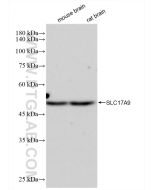 SLC17A9 Recombinant monoclonal antibody Proteintech  83505-1-RR