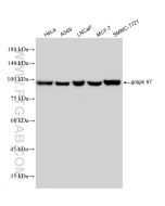 golgin 97 Recombinant monoclonal antibody Proteintech  83009-4-RR