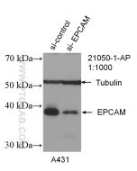 EPCAM/CD326 Polyclonal antibody Proteintech  21050-1-AP