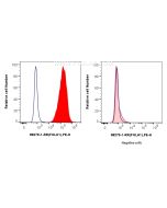 Anti-Human PSMA/GCPII Rabbit Recombinant Antibody Proteintech  98279-1-RR