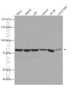 ACSL4/FACL4 Monoclonal antibody Proteintech  66617-1-Ig