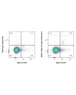 Anti-Human IL-5RA/CD125 Rabbit Recombinant Antibody Proteintech  98338-1-RR