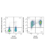 Anti-Rat CD25/IL-2RA Rabbit Recombinant Antibody Proteintech  98545-2-RR