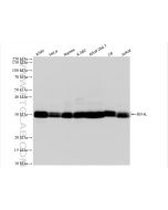 BCL2L1 Recombinant monoclonal antibody Proteintech  83330-1-RR