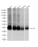 SLC7A5 Recombinant monoclonal antibody Proteintech  84178-5-RR