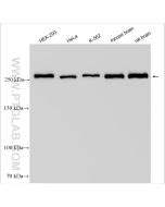 USP9X Polyclonal antibody Proteintech  55054-1-AP