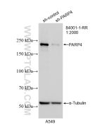 PARP4 Recombinant monoclonal antibody Proteintech  84001-1-RR