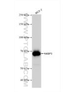 N4BP3 Recombinant monoclonal antibody Proteintech  83178-2-RR