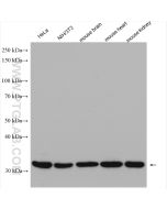 Prohibitin 2 Polyclonal antibody Proteintech  12295-1-AP