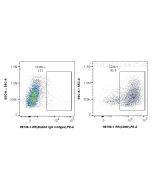 Anti-Mouse CD80 Rabbit Recombinant Antibody Proteintech  98158-1-RR