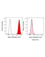 Anti-Human CD80 Rabbit Recombinant Antibody Proteintech  98384-1-RR