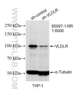 VLDLR Recombinant monoclonal antibody Proteintech  85097-1-RR