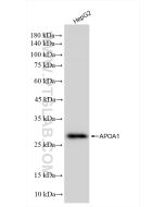 Apolipoprotein AI Recombinant monoclonal antibody Proteintech  83504-1-RR