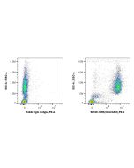 Anti-Human CEACAM3/6 (CD66c/d) Rabbit Recombinant Antibody Proteintech  98169-1-RR