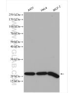 MTCO2 Polyclonal antibody Proteintech  55070-1-AP