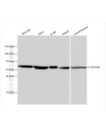 DDX19A Recombinant monoclonal antibody Proteintech  83106-1-RR