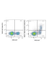 Anti-Human NKp46/NCR1 Rabbit Recombinant Antibody Proteintech  98340-1-RR