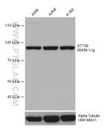STT3B Monoclonal antibody Proteintech  68496-1-Ig