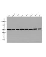 Alpha Tubulin Monoclonal antibody Proteintech  66031-1-Ig