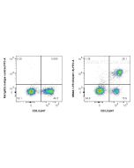 Anti-Mouse CD4 (GK1.5) Rat IgG2a Recombinant Antibody Proteintech  65662-1-TR