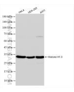 Histone H1.0 Recombinant monoclonal antibody Proteintech  83993-1-RR