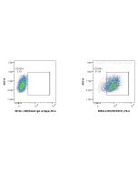 Anti-Human TNFRSF21/DR6 Rabbit Recombinant Antibody Proteintech  98523-2-RR