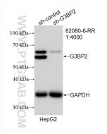 G3BP2 Recombinant monoclonal antibody Proteintech  82080-6-RR