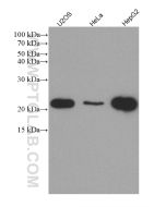 IL-18 Monoclonal antibody Proteintech  60070-1-Ig