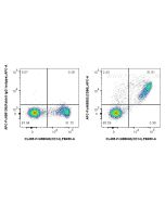 FcZero-rAb? APC Anti-Human CD86 (BU63) Rabbit IgG Recombinant Antibody Proteintech  APC-FcA65592
