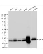 RAP1A Recombinant monoclonal antibody Proteintech  83708-2-RR