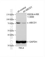 ABCD1 Recombinant monoclonal antibody Proteintech  83038-4-RR