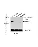 HEBP1 Recombinant monoclonal antibody Proteintech  82950-1-RR