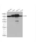 MYB/c-Myb Recombinant monoclonal antibody Proteintech  82804-2-RR