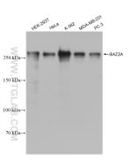 BAZ2A Recombinant monoclonal antibody Proteintech  82910-2-RR