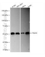 TRAF6 Recombinant monoclonal antibody Proteintech  83535-2-RR