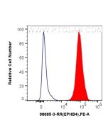 Anti-Human EPHB4 Rabbit Recombinant Antibody Proteintech  98685-3-RR