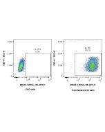 Anti-Pig IL-1 beta Rabbit Recombinant Antibody Proteintech  98640-1-RR