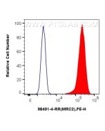 Anti-Human MRC2 Rabbit Recombinant Antibody Proteintech  98491-4-RR