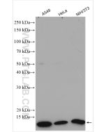 S100A4 Polyclonal antibody Proteintech  16105-1-AP