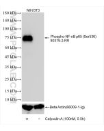 Phospho-NF-κB p65 (Ser536) Recombinant monoclonal antibody Proteintech  80379-2-RR