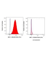 Anti-Human DR4 Rabbit Recombinant Antibody Proteintech  98511-1-RR