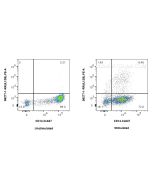 Anti-Human IL-12/IL-23 p40 Rabbit Recombinant Antibody Proteintech  98277-1-RR