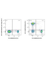 FcZero-rAb? APC Anti-Rat CD45RA (OX-33) Rabbit IgG Recombinant Antibody Proteintech  APC-FcA65578