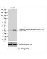 Phospho-S6 Ribosomal protein (Ser235/236) Recombinant monoclonal antibody Proteintech  80130-2-RR