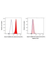 FcZero-rAb? Biotin Anti-Mouse VE-cadherin/CD144 Rabbit Recombinant Antibody Proteintech  Biotin-FcA98251