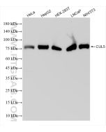 Cullin 5 Recombinant monoclonal antibody Proteintech  83869-1-RR
