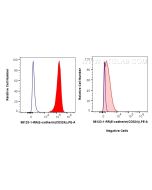 Anti-Human E-cadherin Rabbit Recombinant Antibody Proteintech  98123-1-RR