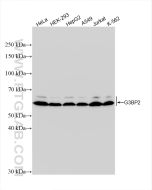 G3BP2 Recombinant monoclonal antibody Proteintech  82080-4-RR
